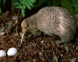 kiwi